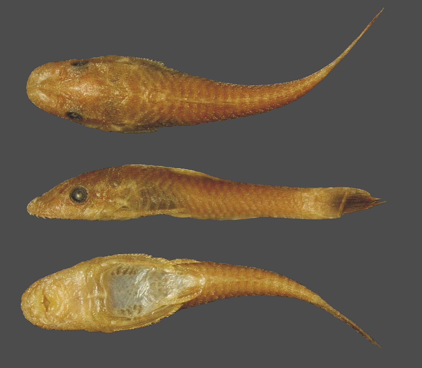 PDF) Ituglanis agreste, a new catfish from the rio de Contas basin