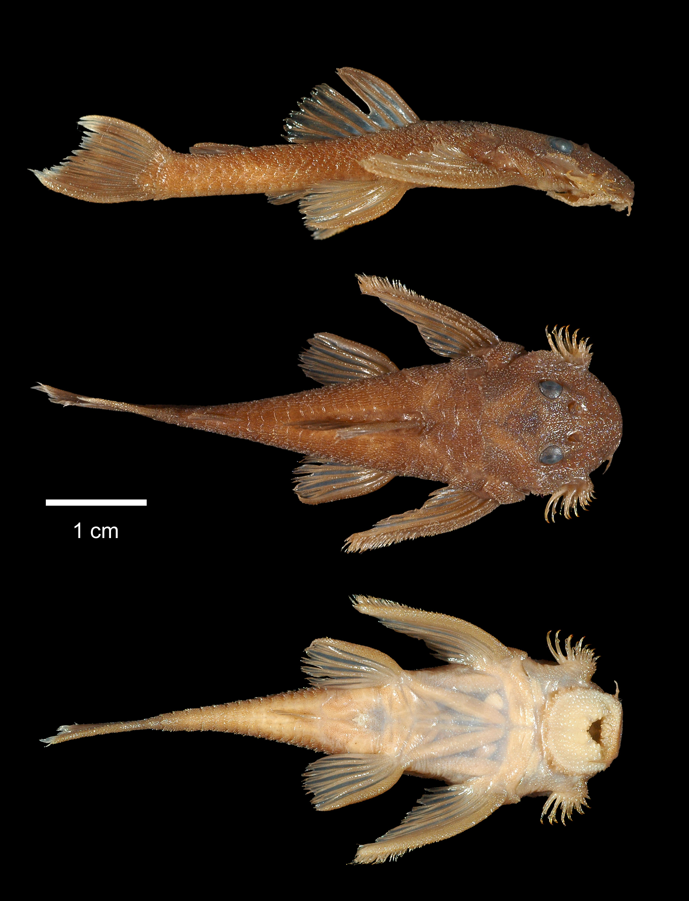 PDF) Ituglanis agreste, a new catfish from the rio de Contas basin