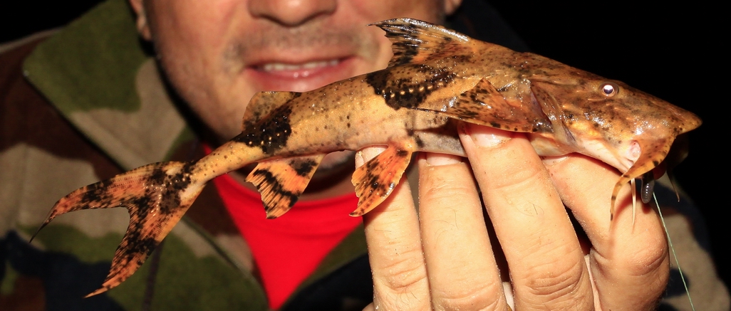 Goonch catfish (Bagarius yarrelli)